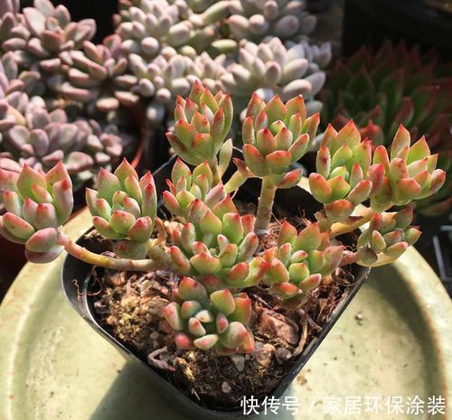 果冻色|多肉小美女,好看又好养,易群生长满盆,养成果冻色老桩!