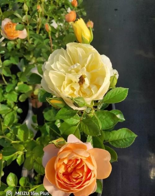 月季果汁阳台有几个颜色的？