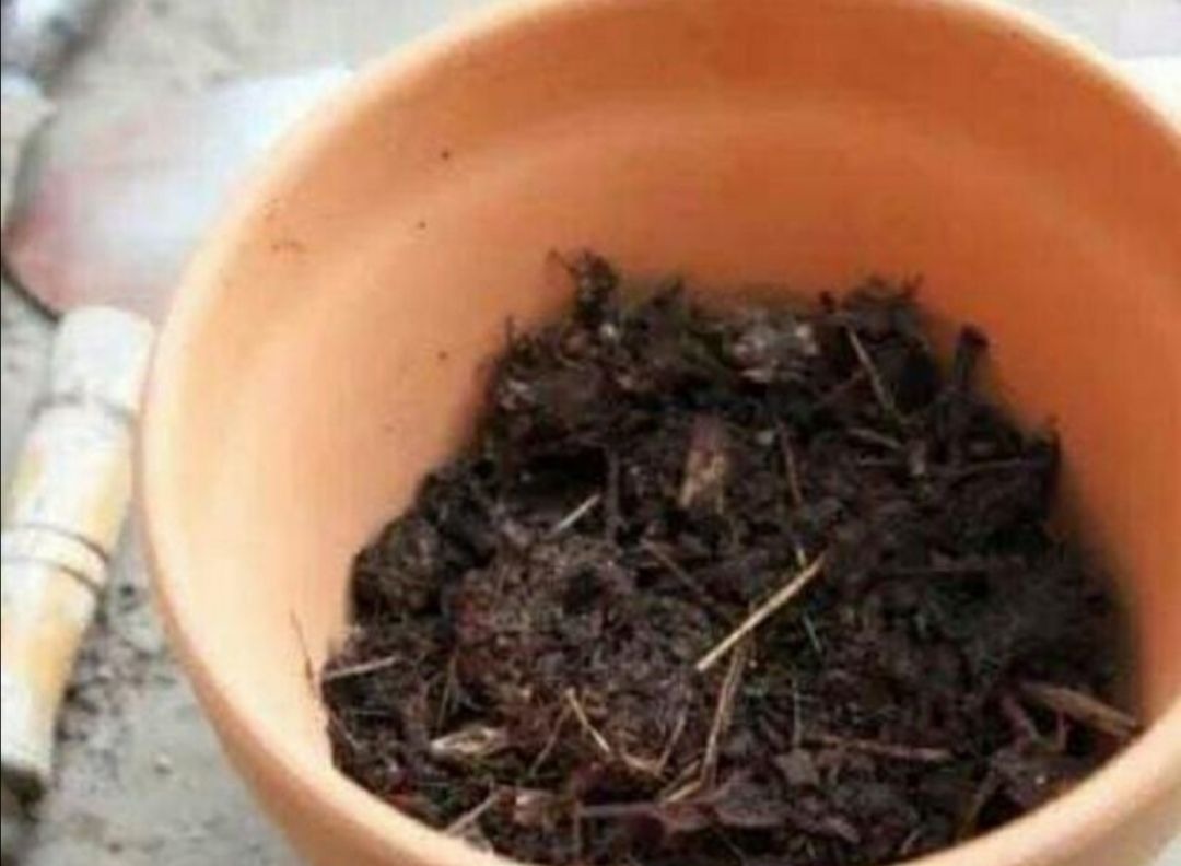 养花用松针土,3件细节要做好,否则对花卉生长不利