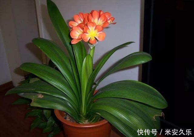 君子兰花后的“后遗症”,会遇到哪些问题,怎么解决呢?