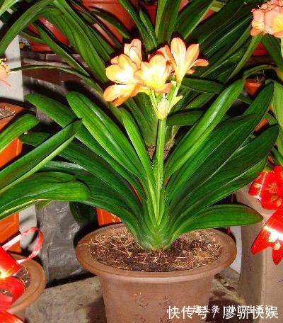 什么淘米水、黄豆水都不如“这种水”，肥效温和持久，盆土不板结