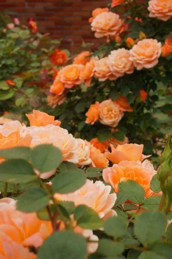 这几种花，种对了是花墙, 种错了只是篱笆