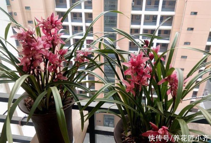 家庭养花4种“花盆”不能用，烂根烂叶都是由它引起的