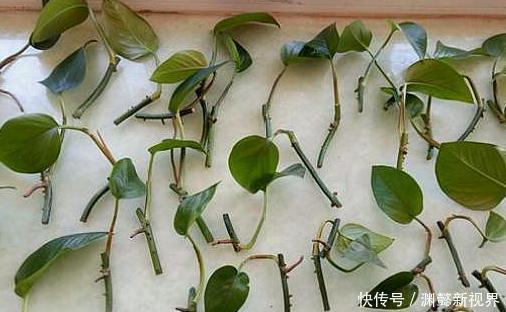 扦插绿萝谨记这4步简单操作,生根速度快、爆盆效果好!
