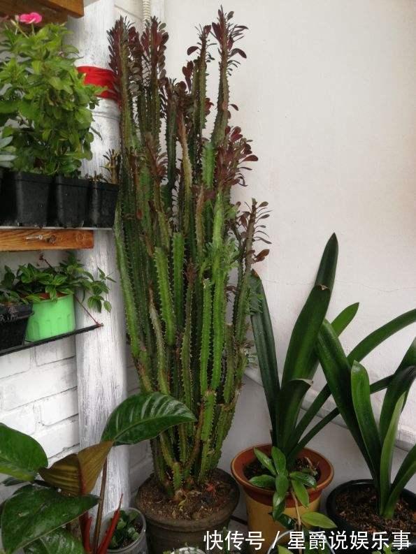7种大盆栽，冬天正“虚弱”，赶紧断水，多浇一杯水，灌死一大片