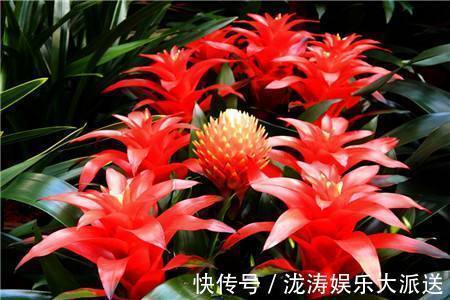 盆栽|3种“招财”的花卉,年底说啥也得养几盆,客厅卧室都能养