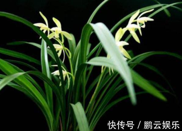 不管是啥“兰”,盆里灌点“酸水”,土壤松、根系壮,盆盆爆花