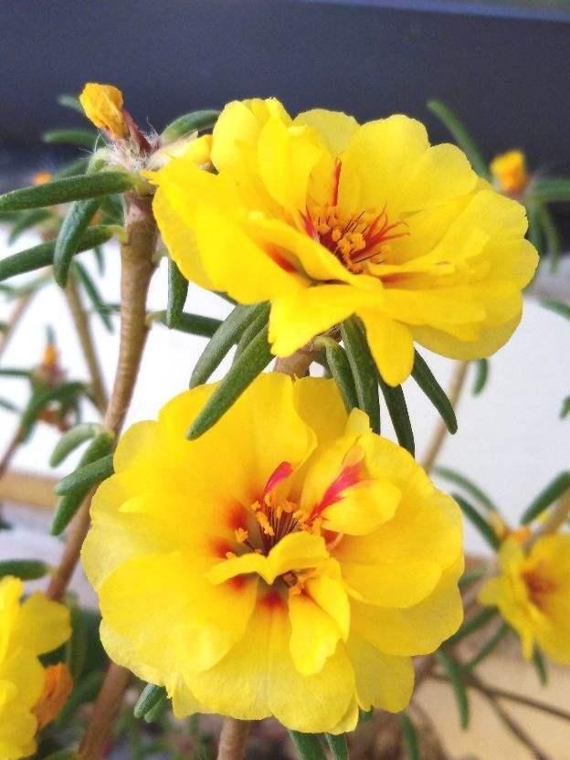 太阳花枝条|只用叶子也能扦插,这花把叶子剁5段,插到土里就能长成5盆花