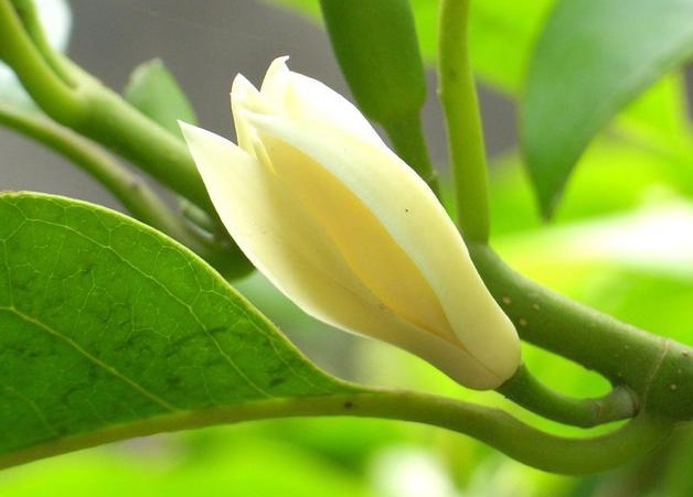 此花号称“中国第一香”，家里种一棵，熏得一室香，邻居都很羡慕