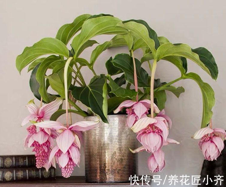 栽培|10种花中“贵货”太好看,打工仔“不舍得”买,等有钱要买一盆