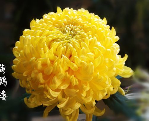 喜欢菊花,不如养盆优良名菊“黄鹤楼”,似金玉起楼,绚丽典雅!