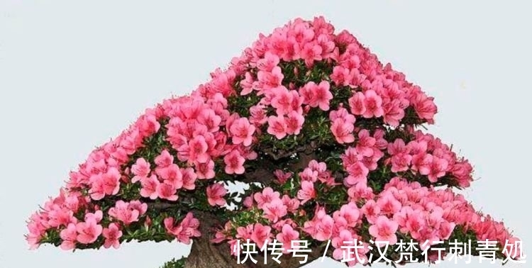 国兰|居家就养此款花卉,不闻不问,花开爆盆美如花,值得拥有