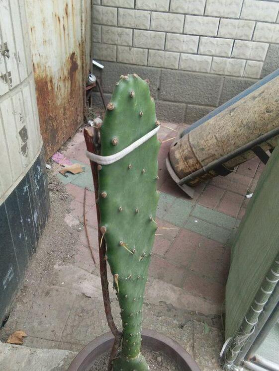 嫁接|仙人掌如何嫁接蟹爪兰教你3个嫁接小妙招,方法对了,开花多3倍