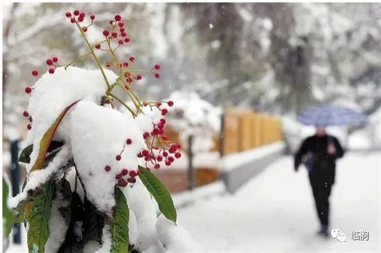 安树芝：?雪韵