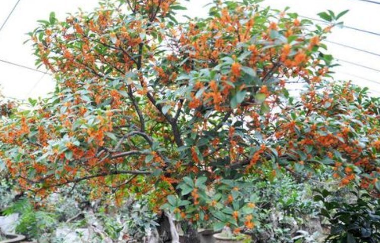 家里常养的4种花,寓意好又养人,镇宅、开运,养在客厅正合适