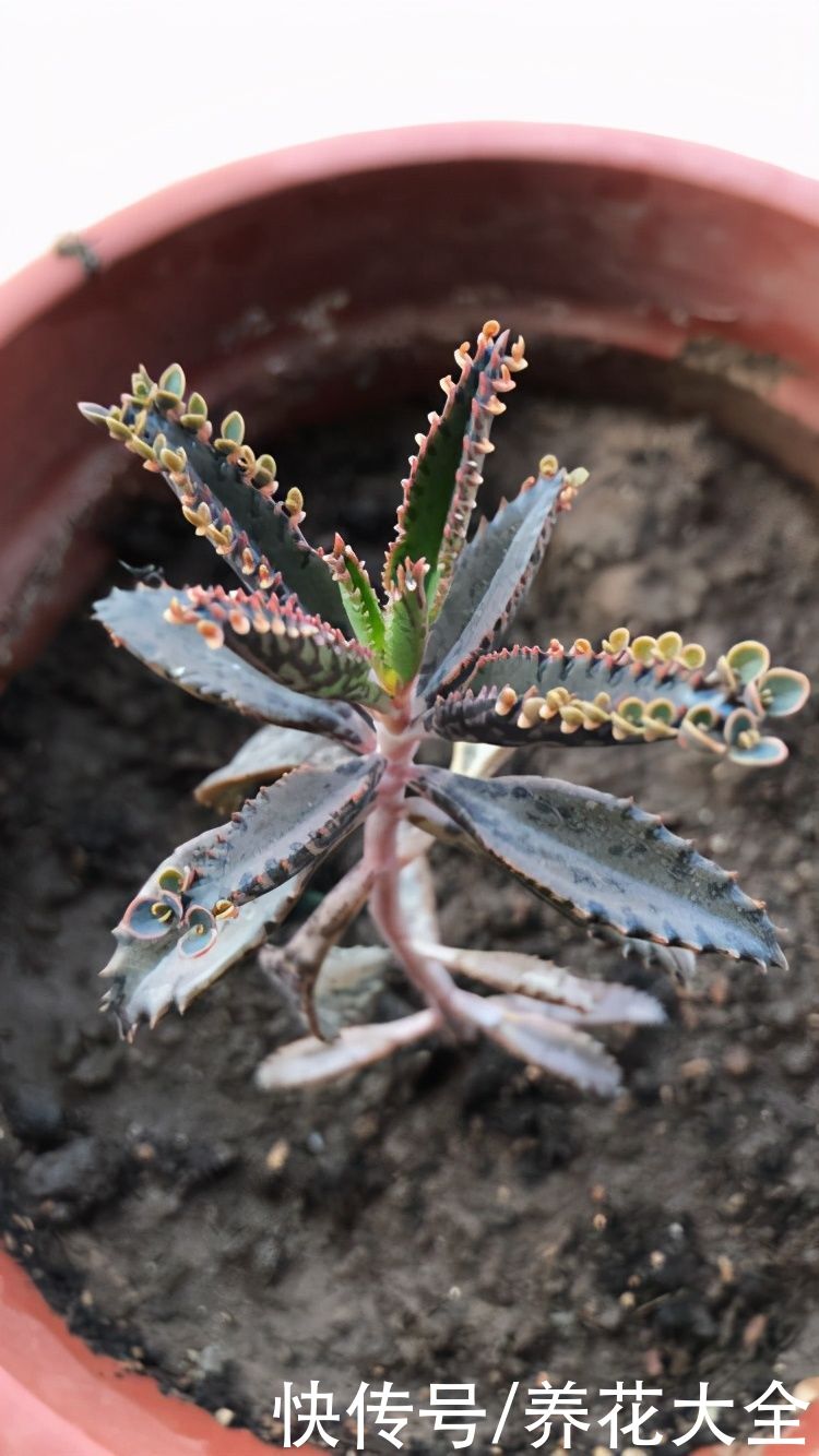 紫米粒|沾土就活的花，叶子掉土里，呼呼蹿出小肉芽