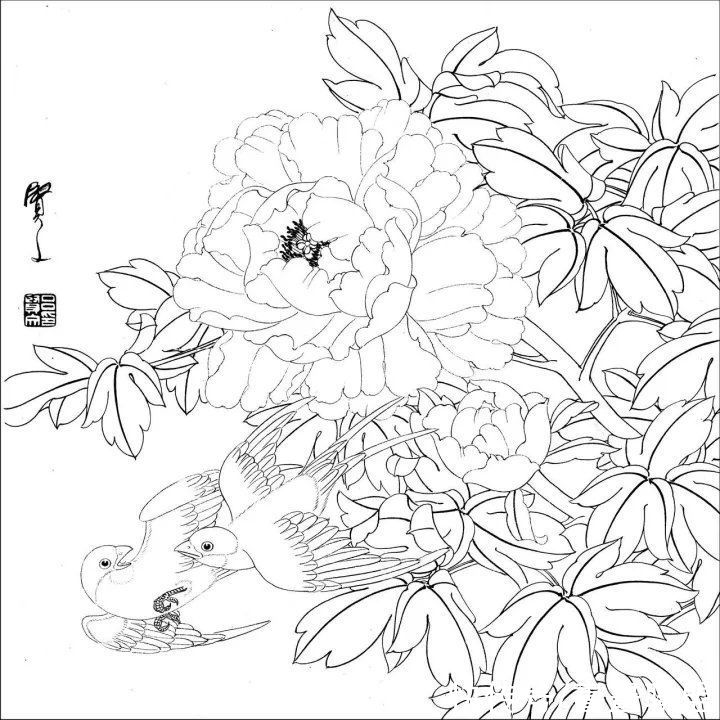 资料集|王道良实用花鸟白描资料集