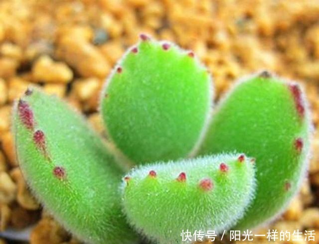 君君|养多肉,只会浇水叶片干瘪,没光泽,教你30天变成“小胖墩”