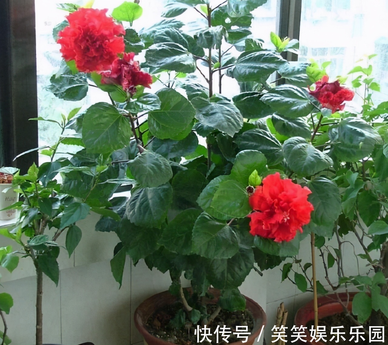 红掌|室内养盆“四季花”，花量巨大，一年365天，每天开花