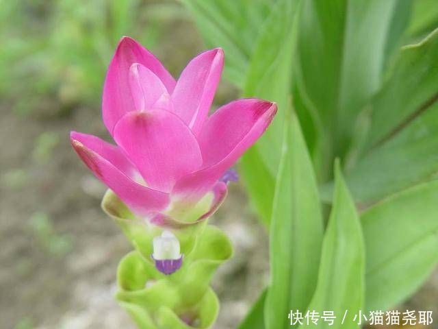 长花柄|生在土里的荷花,开花一大朵,样子别致花期长,种一棵就赚了