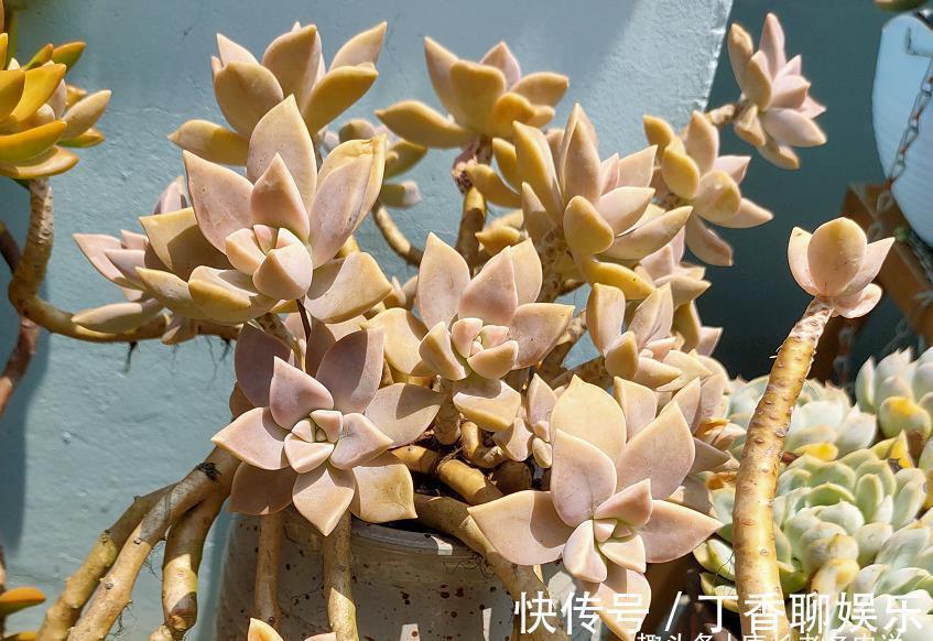 多肉|此8种多肉夏天不怕晒,反而越晒越好看,资深肉友都喜欢养