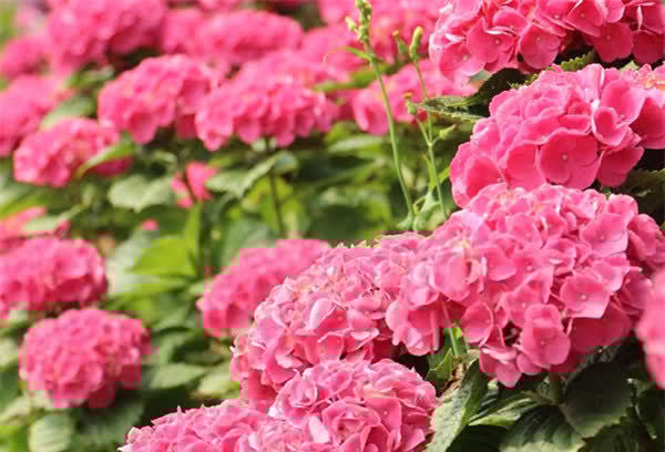 美爆阳台的3种花,花朵又美又香,四季开不停,养护容易,还很耐热