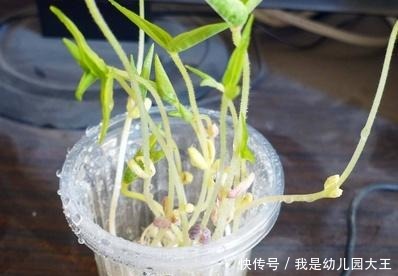 矿泉水瓶别扔了,对半切种菜,阳台秒变大菜园,天天都吃新鲜菜!