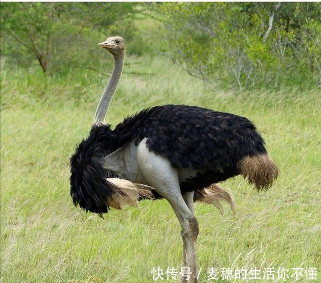  吃鸵鸟肉的人不多，为啥还那么多人养原来还有这些用途