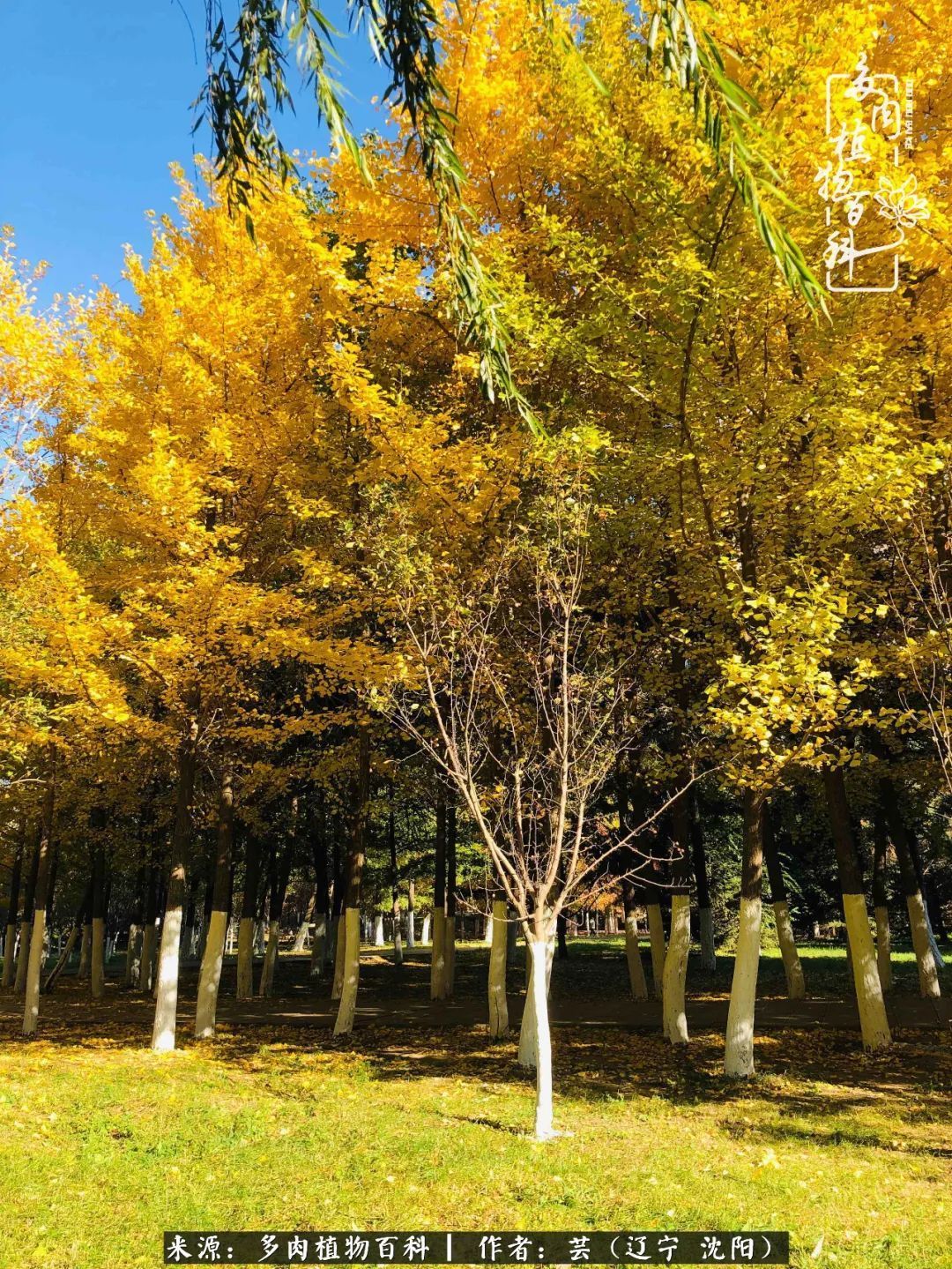 血罗|万物皆有灵性，一年四季有多肉陪伴真好！