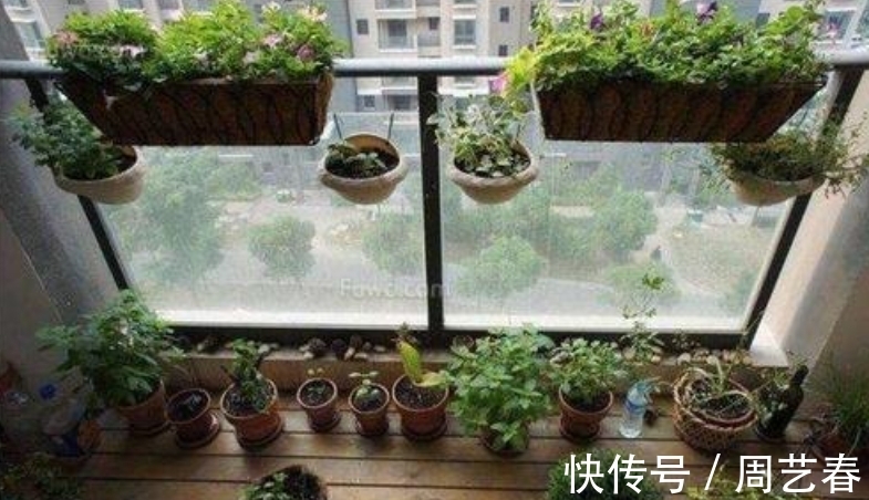 阳台养花,有2个“大道理”,做好其中之一,养花高手就是你