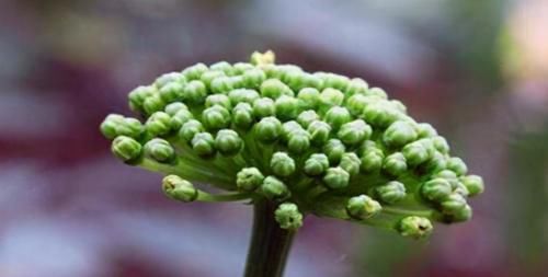 南瓜|夏天不想衰老，推荐吃的好食物，养护血管，延缓衰老，越吃越好