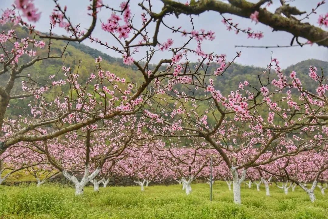 墙头镇|象山春天奢侈的六件小事