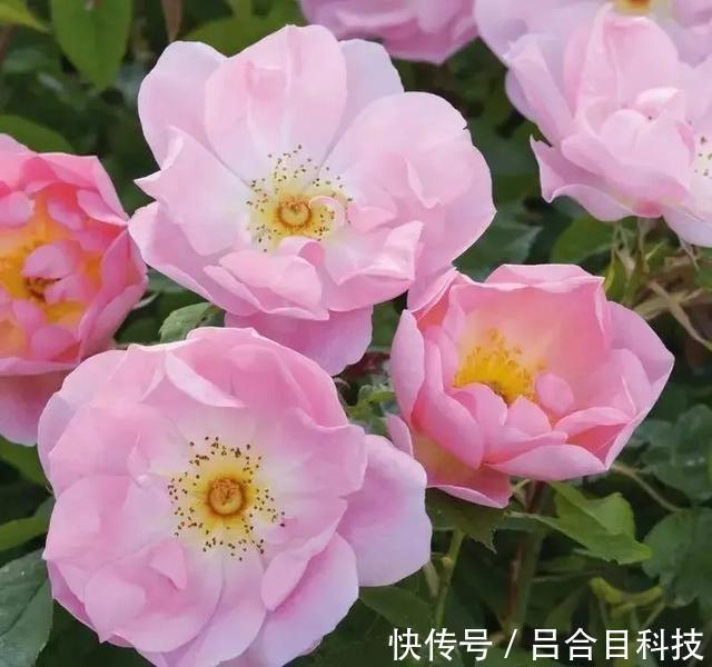 月季|22种最漂亮的月季，一次能开300天，满屋飘香开花多