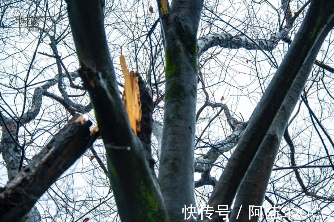 耳听八方|在雨雪天气游玩西溪湿地,风景很美但也要当心这些地方