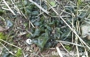 农村这东西看着非常恶心,下雨后出现是人们争相抢食的美味