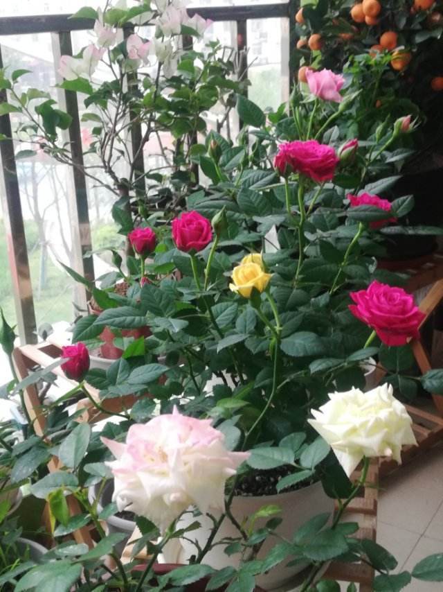 喝剩的茶叶渣，简单一处理就能养花，繁花似锦猛窜芽！