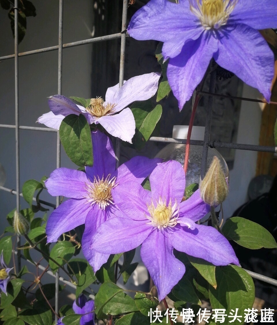 大岩桐|寓意“紫气东来”的5种花,养在家里“年年”都能开,太赞了