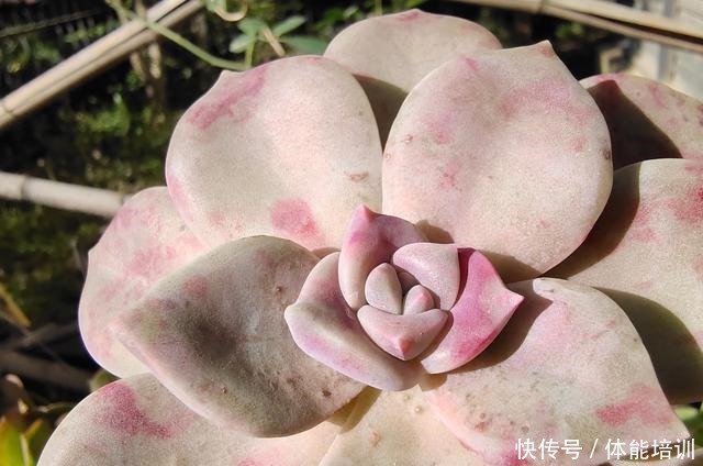 想让多肉紫乐长得快，大胆一点虐着养，一年不到小苗就变中苗！