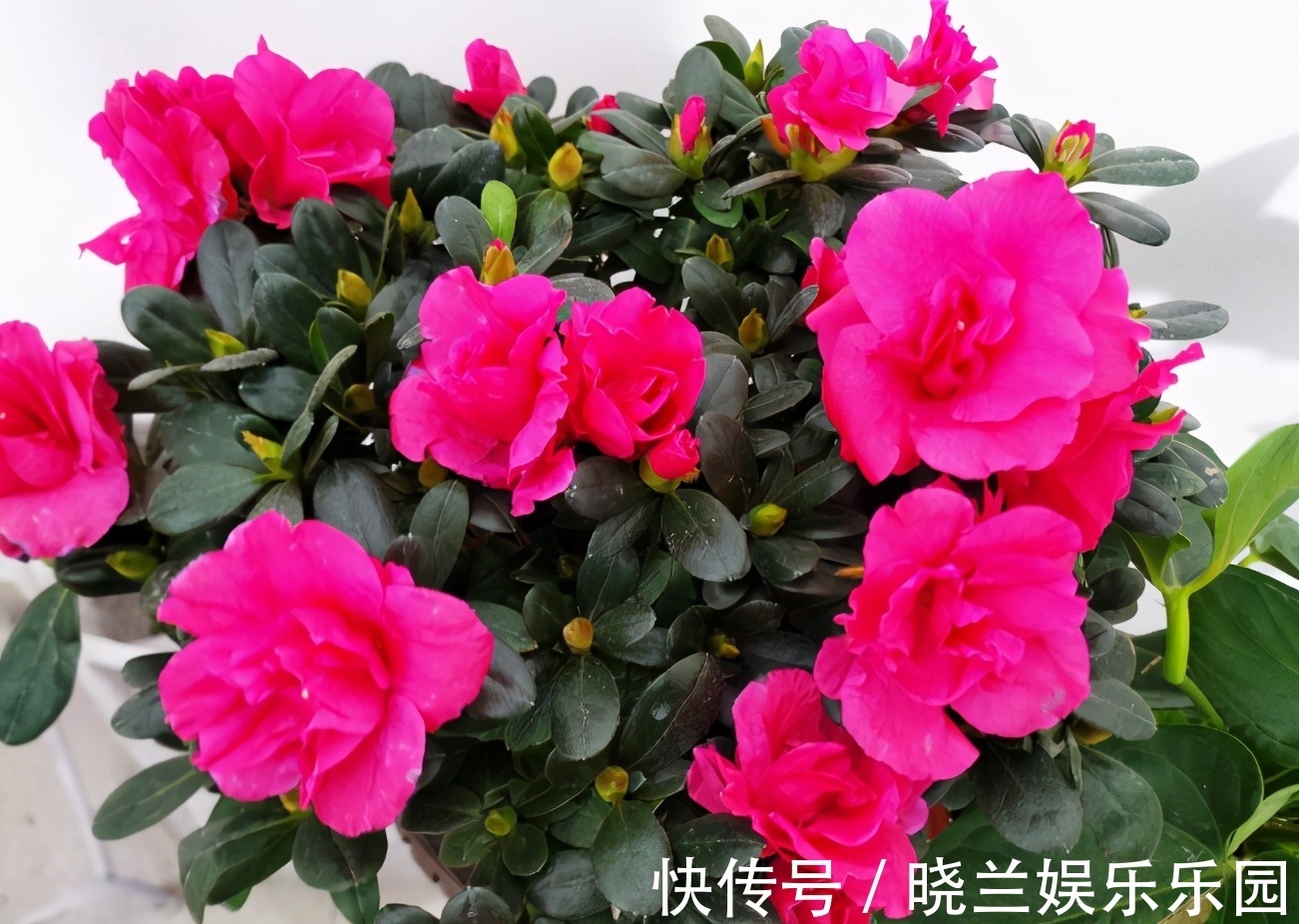 肥料|蛋壳的营养、制肥方法、养花的好处,大家知道多少?