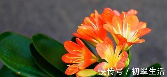 养君子兰，给它喝一勺神仙水，几勺下去，比花肥都管用！