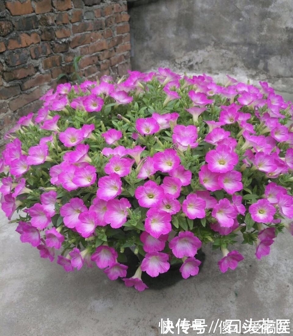 花友评选出6种“良心”好花，价格不高、花朵都是“高颜值”