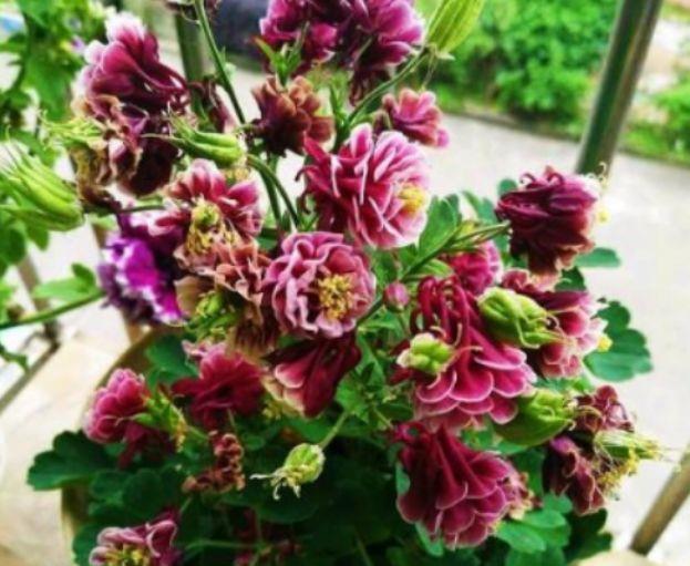 适合室内的花卉,便宜又好养,净化空气去除异味,香飘满屋