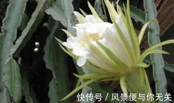 沙漠玫瑰|把这三种花摆客厅,一个月浇水一次,反而变旺盛!