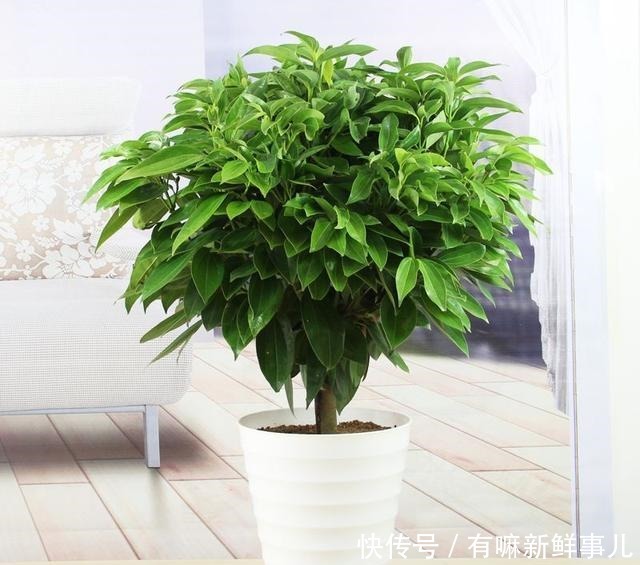 4种富贵花,再不漂亮也要养一盆,个个吉祥,空气一级棒!