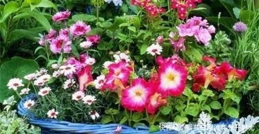 蒜泥|厨房里的1种调味料,用来养花,花苞呼呼长,养一盆旺一盆!