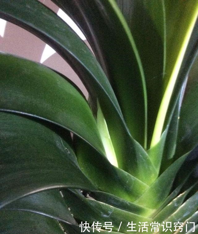 君子兰长花箭前有3个征兆,只要出现一个,就离开花不远了!