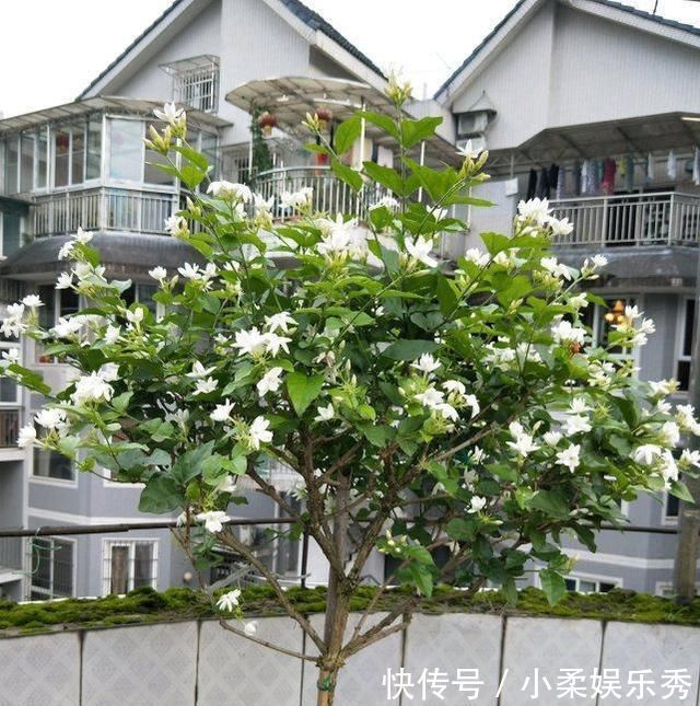 夏天给茉莉施肥，有3不原则，做好了，茉莉花朵呼呼开，又大又香