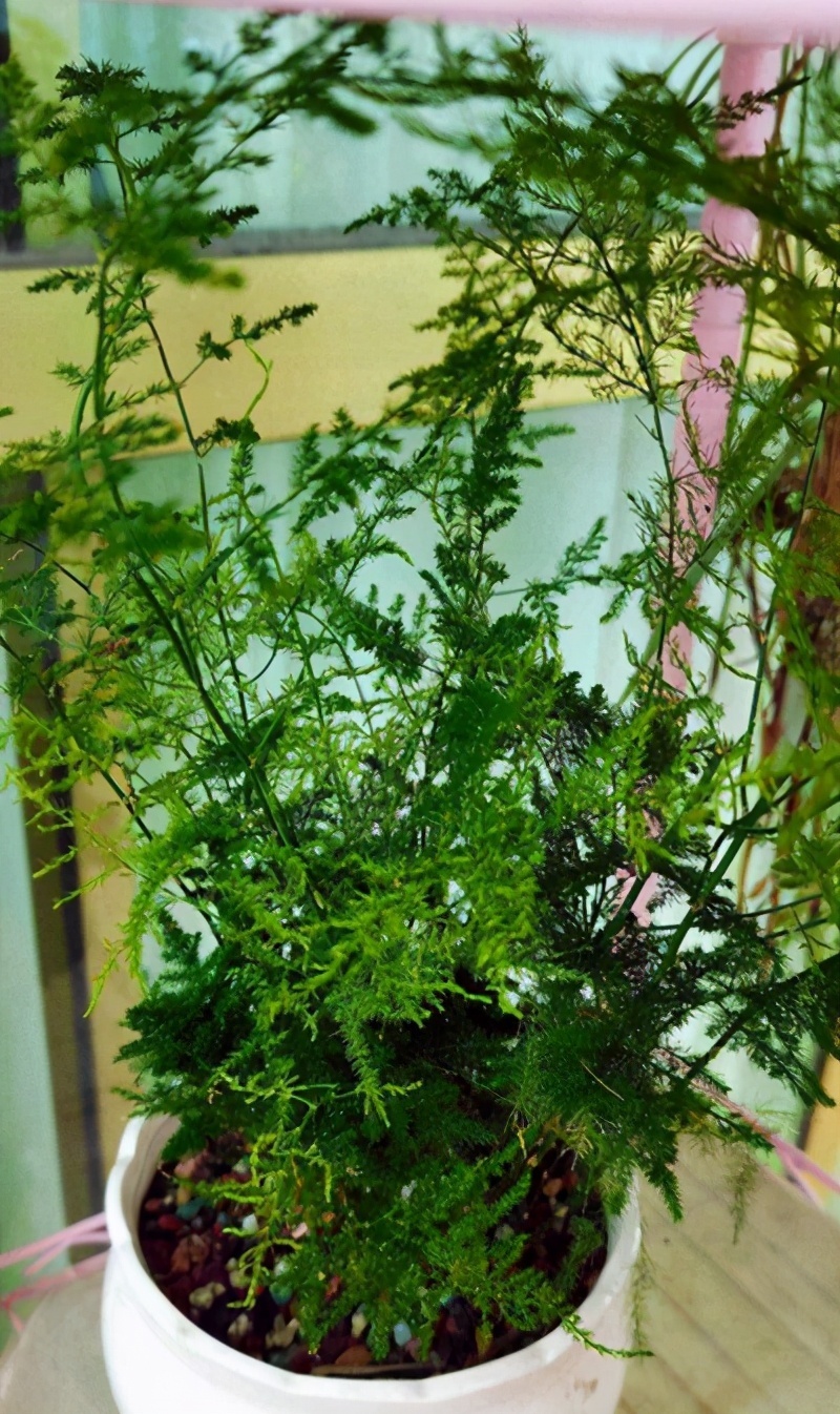 文竹独具风韵,都说不好养,主要是方法不对