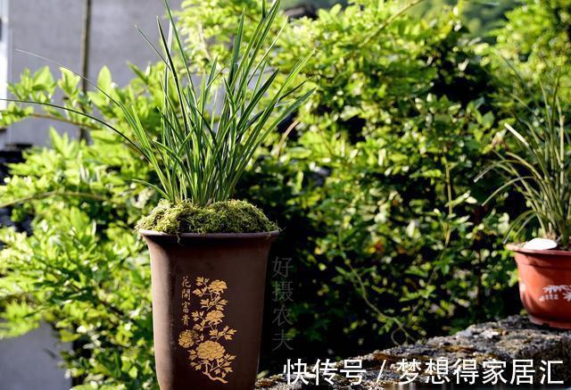 兰友|秋天养兰花最怕什么?犯了这3条禁忌,兰花就很难越冬