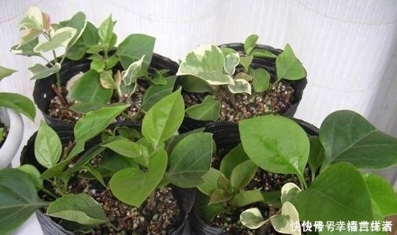 栀子花|扦插月季、栀子花、三角梅,只用一个矿泉水瓶,插出满满大白根